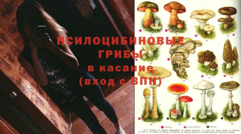 что такое наркотик  Жуков  Псилоцибиновые грибы Cubensis 